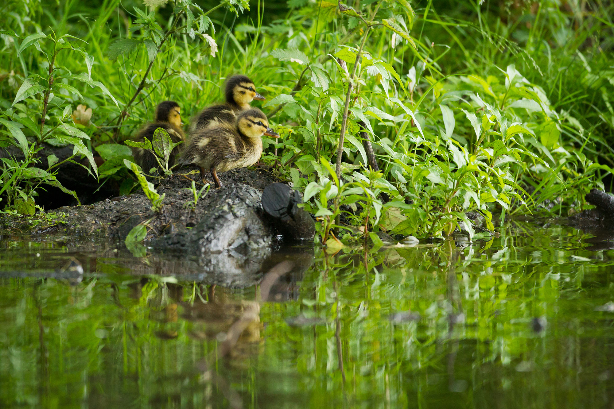 Was tun, wenn Enten im Frühjahr auf dem Balkon brüten? LBV